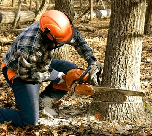 Tree Removal in Eola, IL